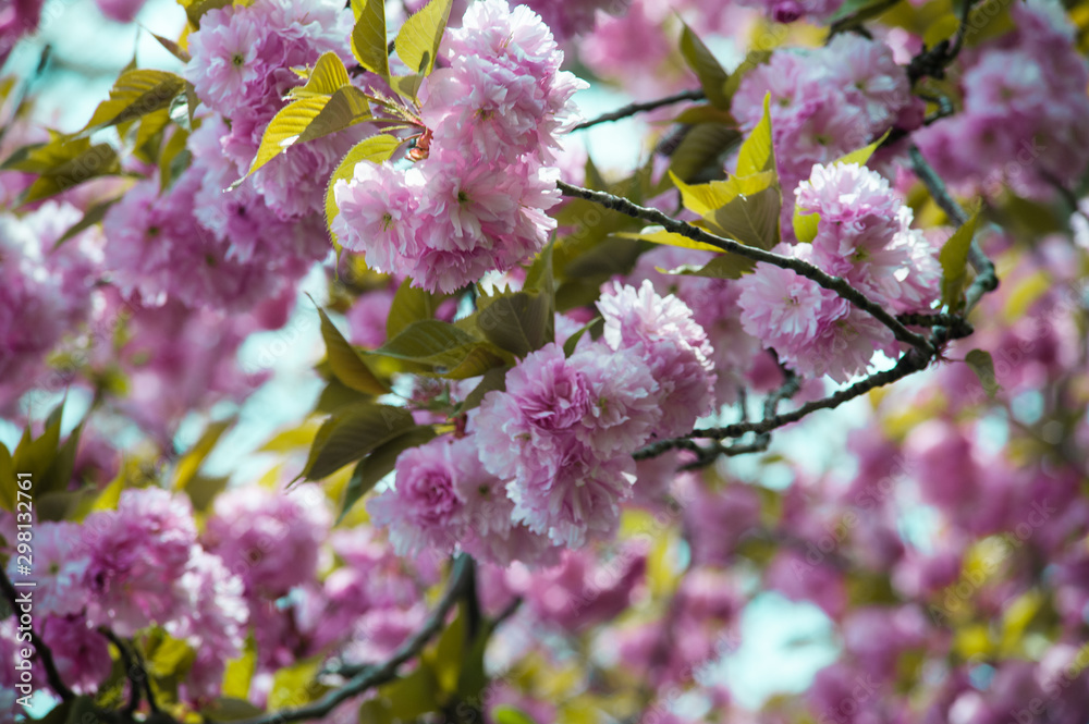 Cherry blossom spring nature backgdrop Cherry blossom spring nature backgdrop