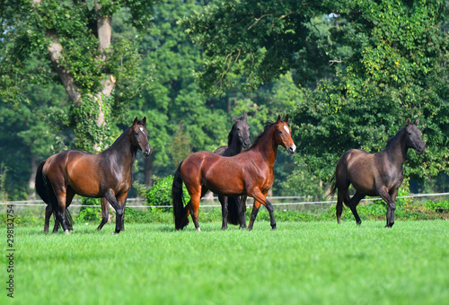 Herd of akhal teke breed mares running in the green pasture in summer. Animals in motion. © arthorse