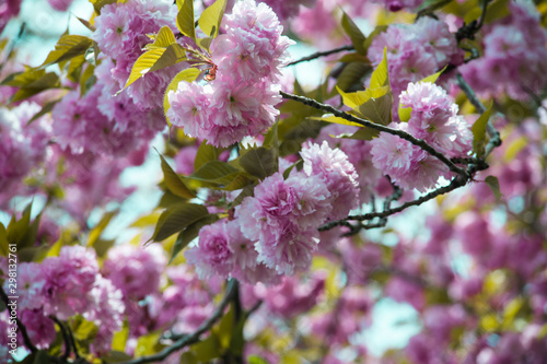 Cherry blossom spring nature backgdrop © Zina Seletskaya
