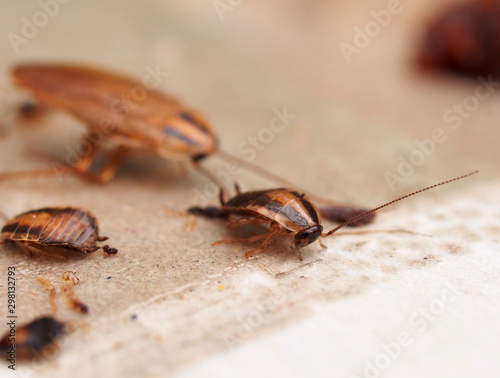 A cockroach stuck to sticky paper. Home of the harmful insect. photo
