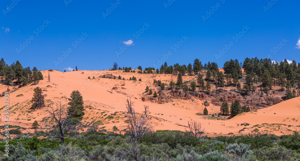 Coral pink san dune in the Utah desert, USA