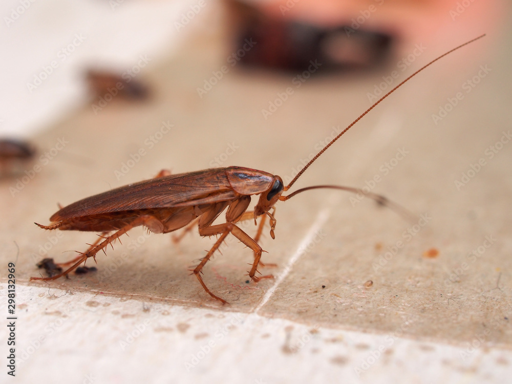 A cockroach stuck to sticky paper. Home of the harmful insect. A cockroach stuck to sticky paper. Home of the harmful insect.