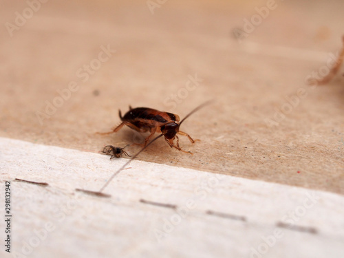 A cockroach stuck to sticky paper. Home of the harmful insect.