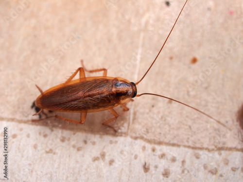 A cockroach stuck to sticky paper. Home of the harmful insect.