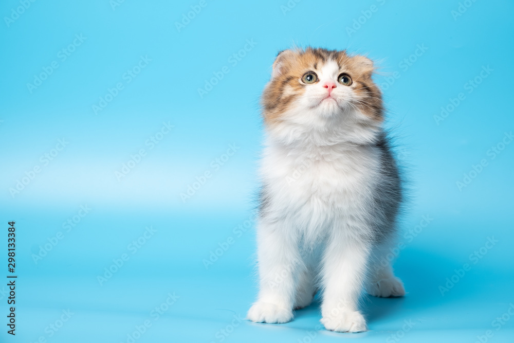 Cute British Longhair cat Cute British Longhair cat