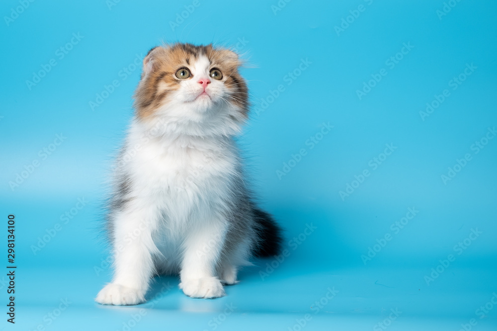 Cute British Longhair cat Cute British Longhair cat