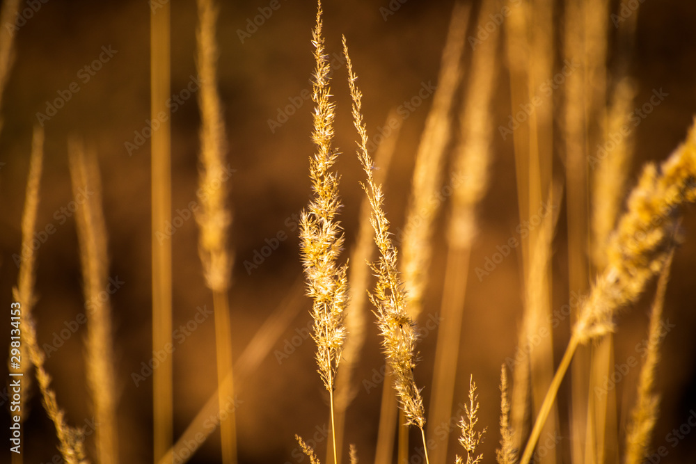 Obraz premium Dry yellow plants on a meadow in autumn