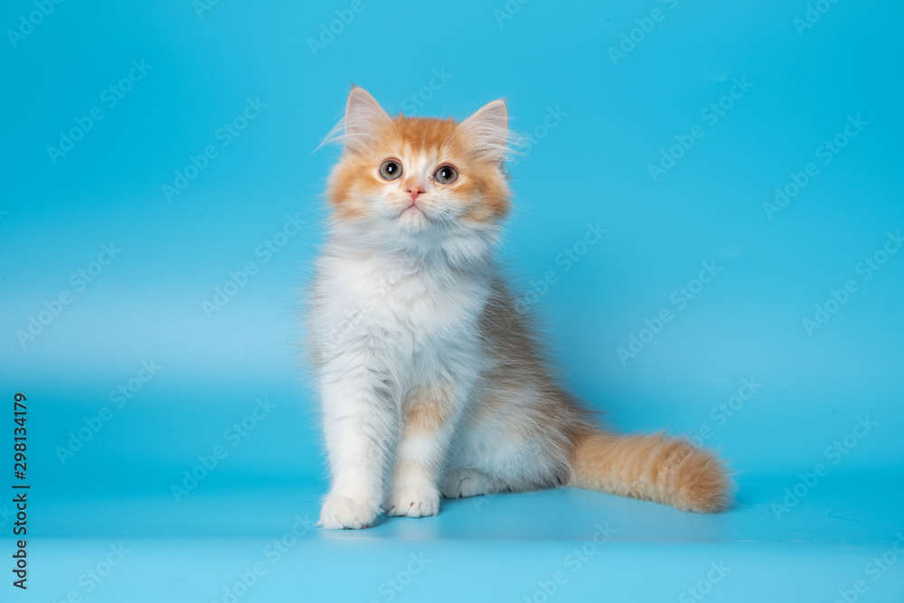 Cute British Longhair cat Cute British Longhair cat