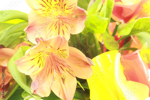 flowers.