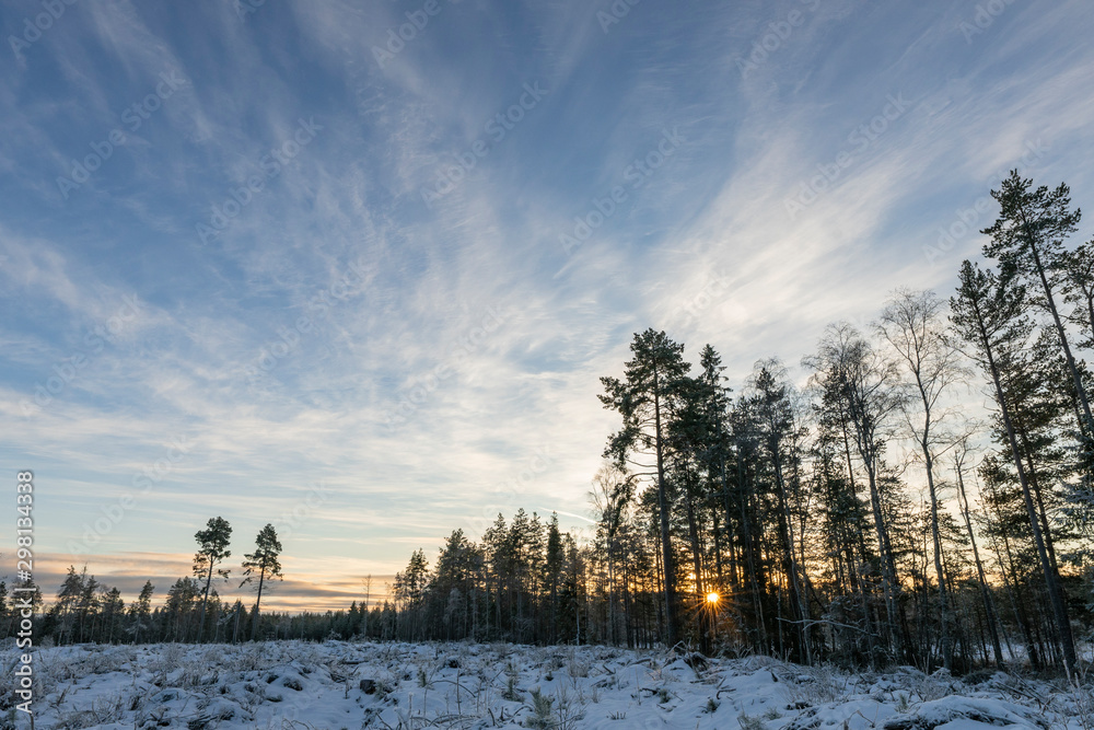 Time when Sunset is almost over at winter forest: old cutting and new fresh are covered by fresh soft white snow. Almost clear blue skies, darker colors in forest. Northern Sweden, Umea copy space