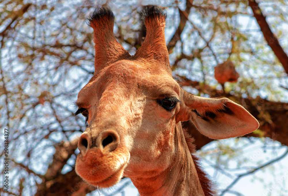 Wild african animals. Closeup namibian giraffe. The tallest living terrestrial animal and the largest ruminant.