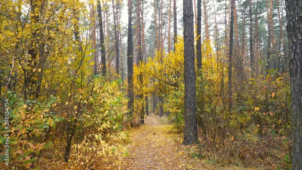 Autumn Forest Background Motion Cam Autumn Forest Background Motion Cam