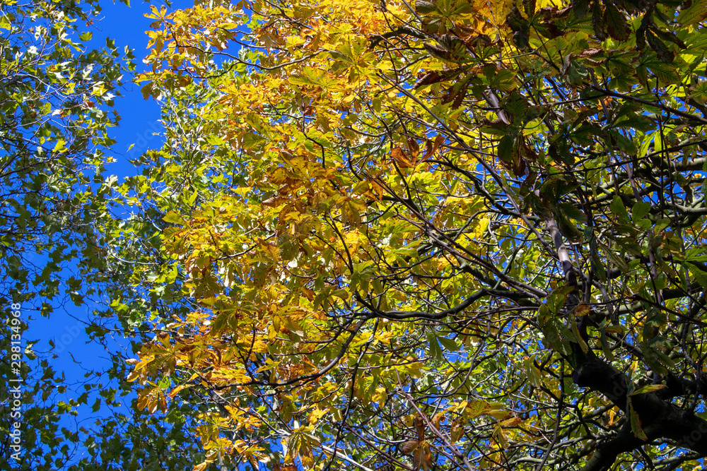 autumn leaves background autumn leaves background