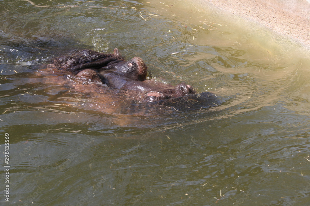 hippo sticking its nose in the water hippo sticking its nose in the water