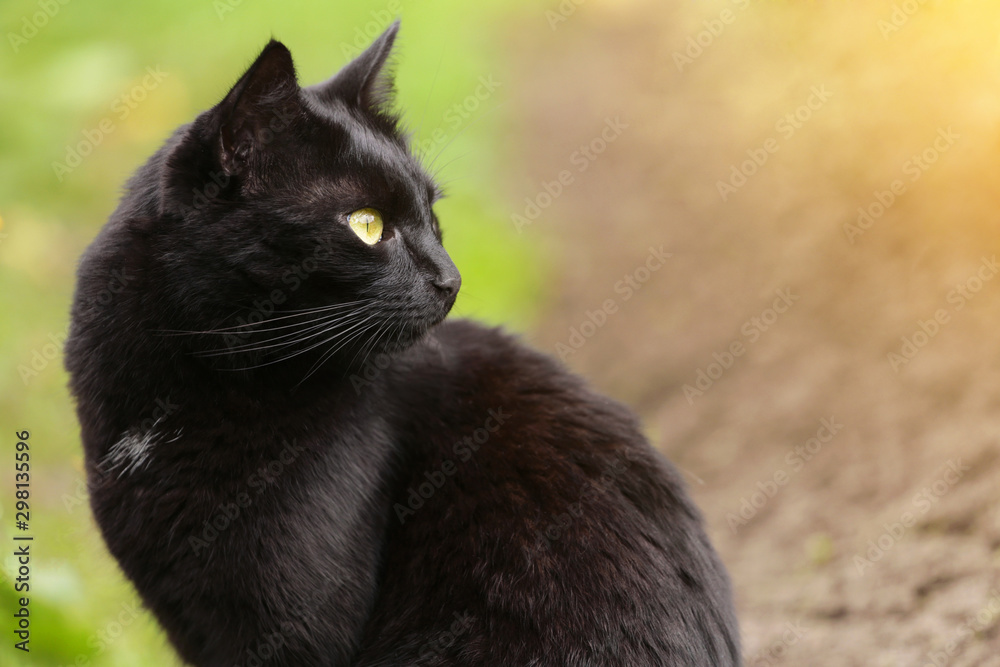 Beautiful bombay black cat portrait in profile with yellow eyes close up, copyspace. Сat is looking in the right Beautiful bombay black cat portrait in profile with yellow eyes close up, copyspace. Сat is looking in the right