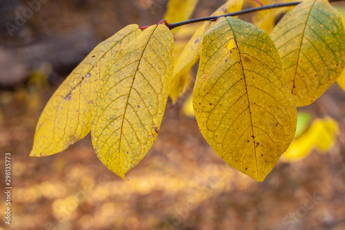 Beautiful big yellow leaves on a branch in the fall. Selective soft focus on the leaves.