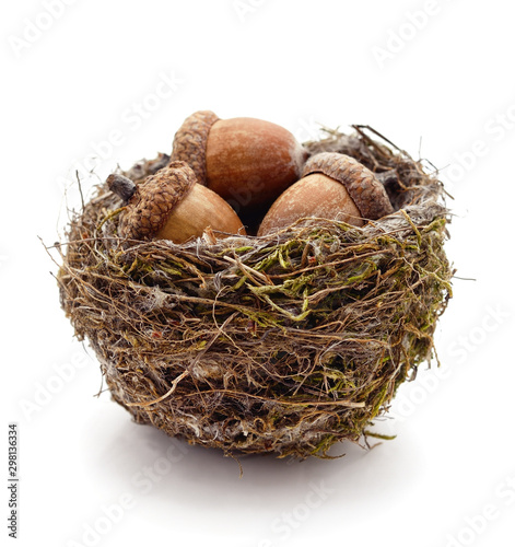 Acorns in nest. © voren1