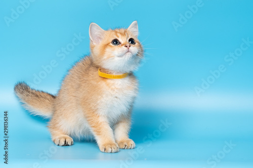 Cute British Longhair cat