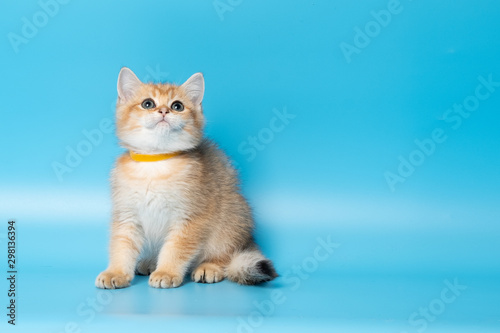 Cute British Longhair cat