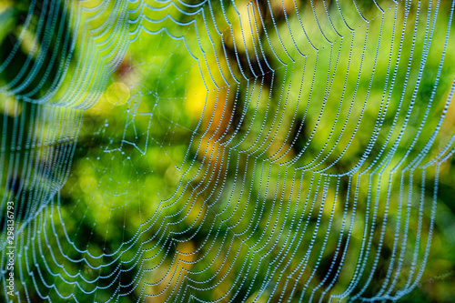 Morgentau Spinnennetze Blumen