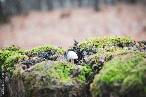 Mushroom in the moss