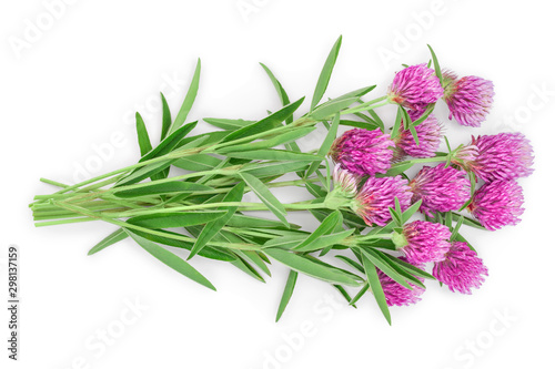 Clover or trefoil flower medicinal herbs isolated on white background  Top view. Flat lay