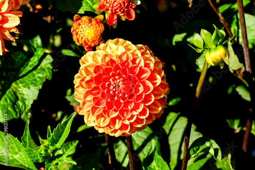 Flower of the dahlia Variace in late summer and autumn