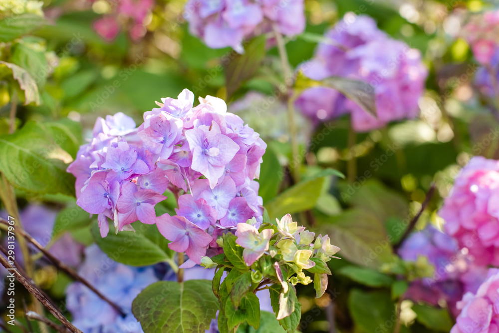 Many blue hydrangea flowers growing in the garden, floral background.blooming Hydrangea flowers in a garden. Landscaped Yard with Hydrangeas