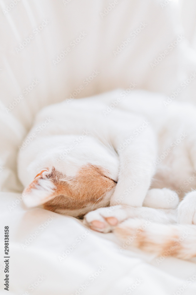 Close up of sleepeing curled up cat Close up of sleepeing curled up cat