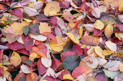 Fallen  multicolored autumn leaves lie in a group on the ground.