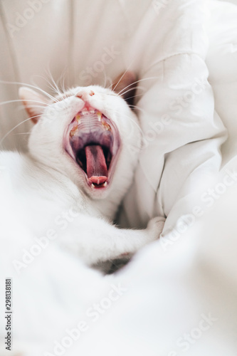 Cat and big yawn