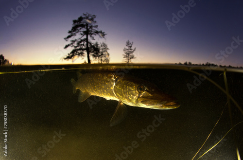 Underwater view of the pike at sunset. Split shot under and above water photo