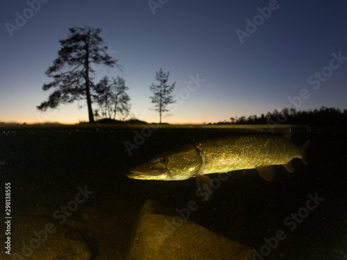 Underwater view of the pike at sunset. Split shot under and above water photo