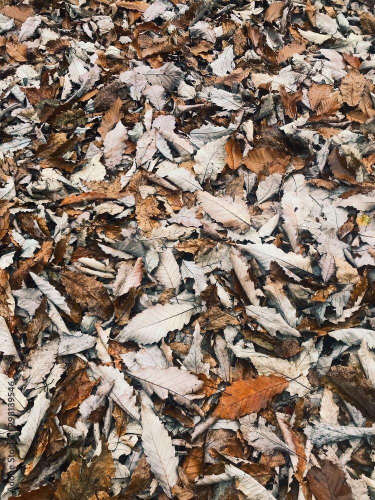 Scattered brown leaves in autumn Scattered brown leaves in autumn
