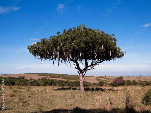 Sausage Tree, Kigelia africana