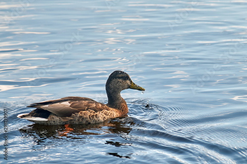 Duck floating on the blue water of a lake close-up