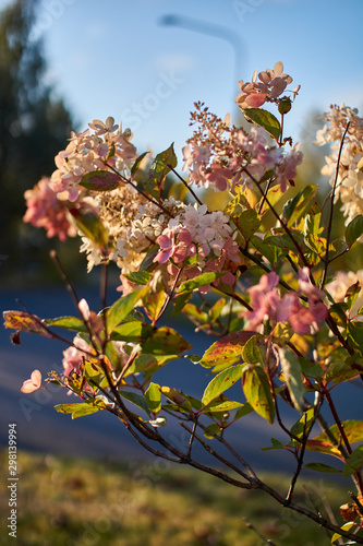 pink blooming shrub closeup with blurry background
