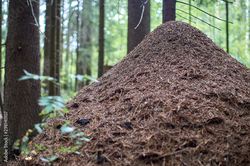 huge anthill close-up with trees in the background. blurred background