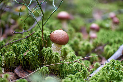 mushrooms in the autumn forest growing in moss closeup with blurry background