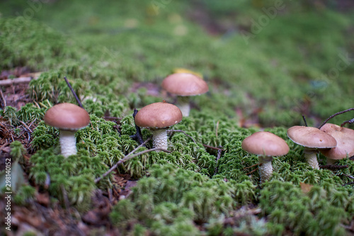 mushrooms in the autumn forest growing in moss closeup with blurry background