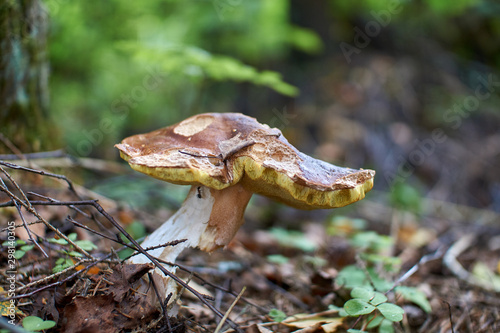 mushrooms in the autumn forest growing in moss closeup with blurry background