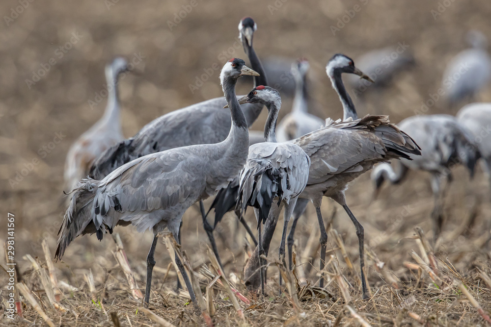 Obraz premium kraniche