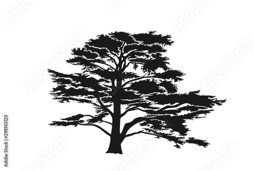 Lebanon cedar tree silhouette. trees and nature design element. isolated vector image photo