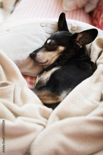 Lazy dog relaxing under blanket with head on a pillow on sofa at home