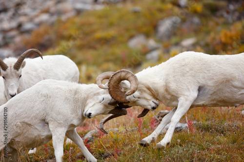 Dall Sheep photo