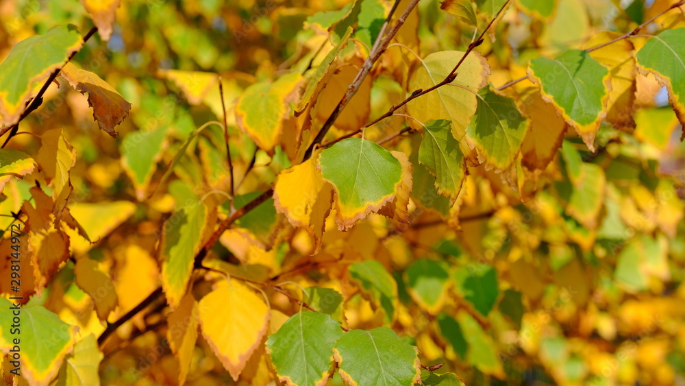 Leaves of a bush in the fall. Bright autumn background for design. Colors of autumn Leaves of a bush in the fall. Bright autumn background for design. Colors of autumn