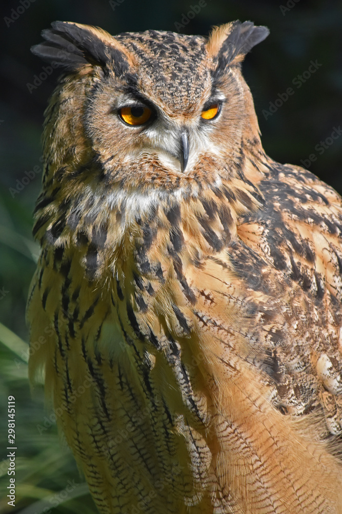 Fototapeta premium Eagle-owl