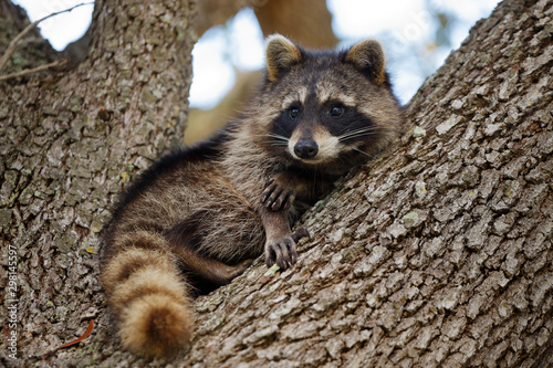 Raccoon photo