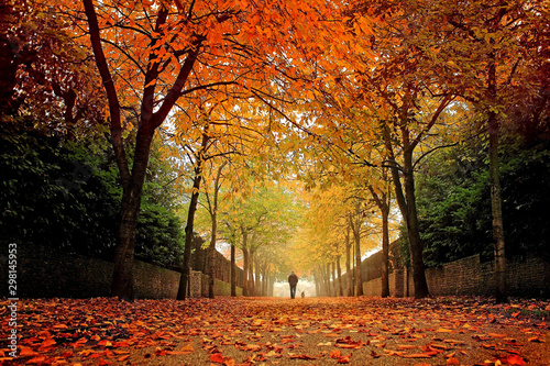 Rear view of man walking in park