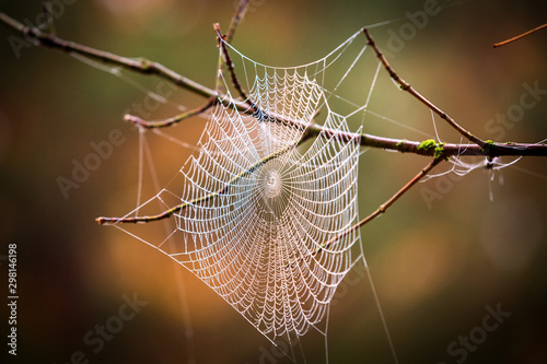 spider web on tree twig i
